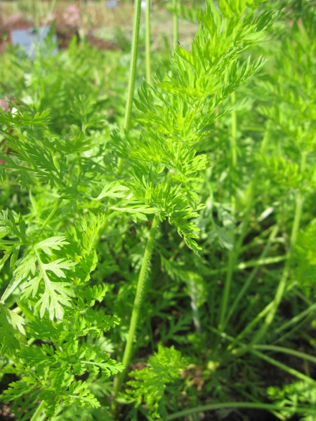 Daucus carota 3